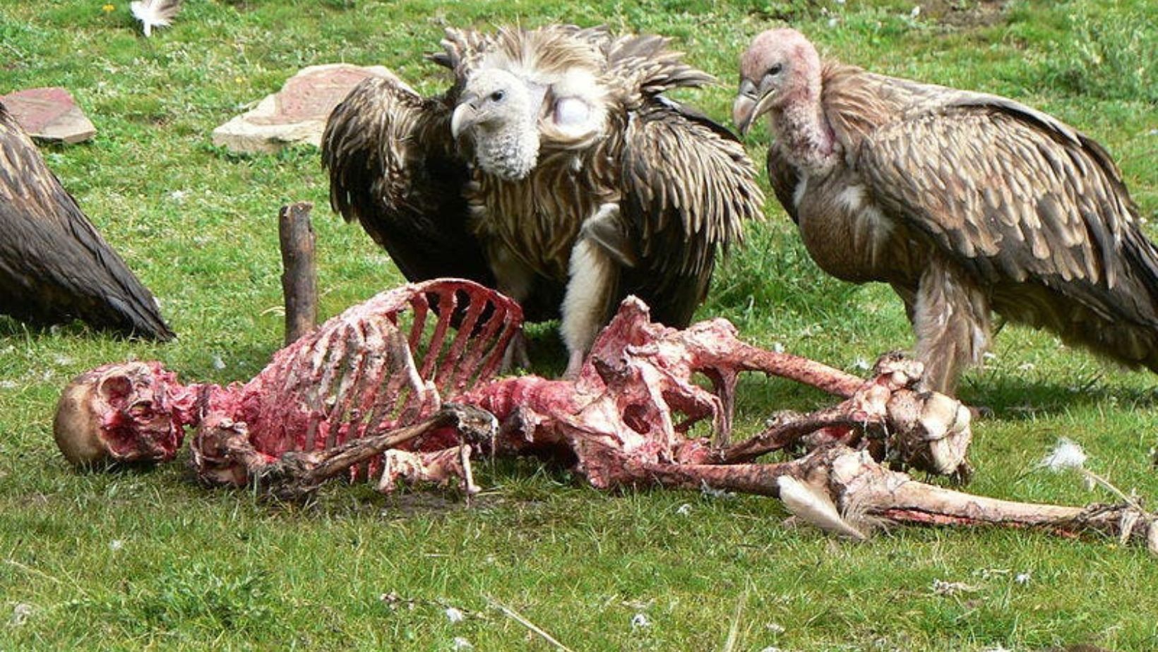 Tibetan Sky Burial Tradition